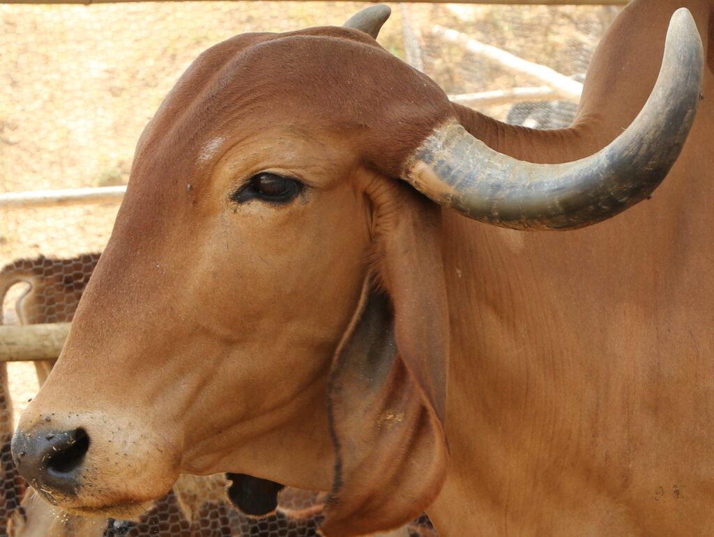 Ganga Gir Cow